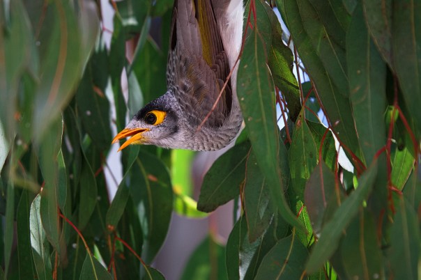 Kangaroo Point - Brisbane-2