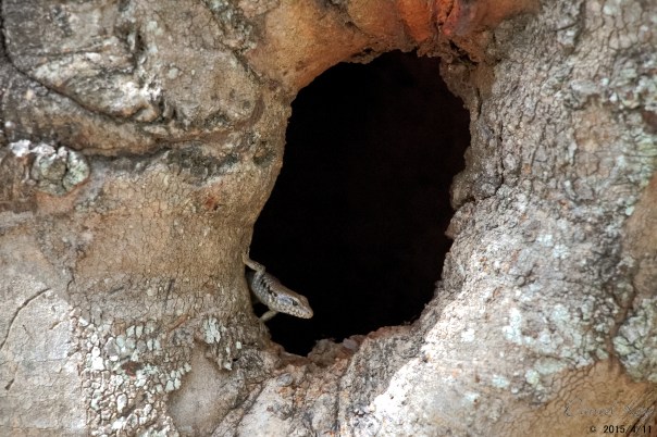 Whites Hill Reserve Autumn 2015-23